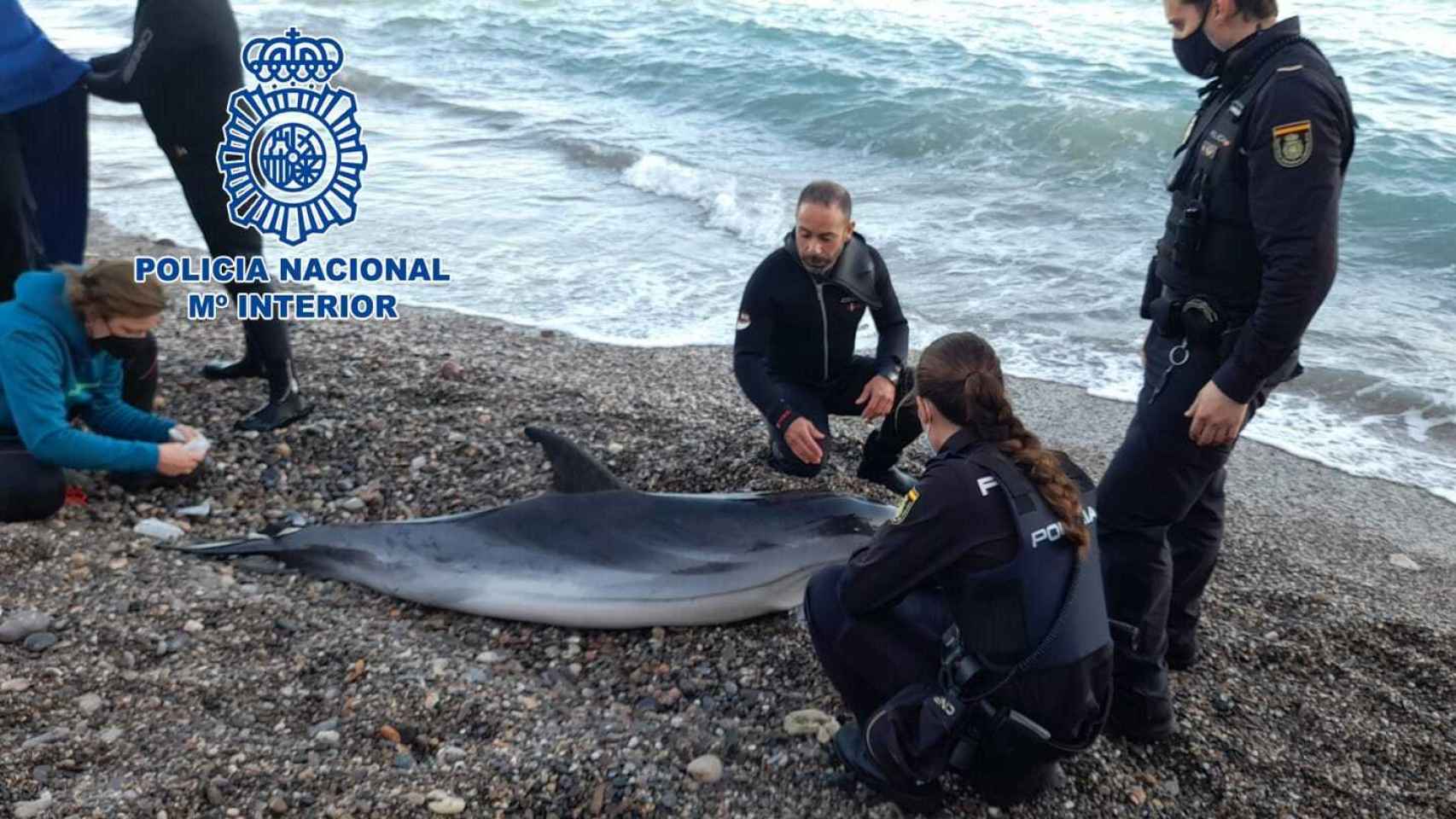 La Policía Nacional salva a un delfín varado en una playa de Almería: así fue el exitoso rescate