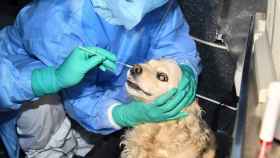 Hisopado a un perro en Seúl para realizarle una prueba PCR.