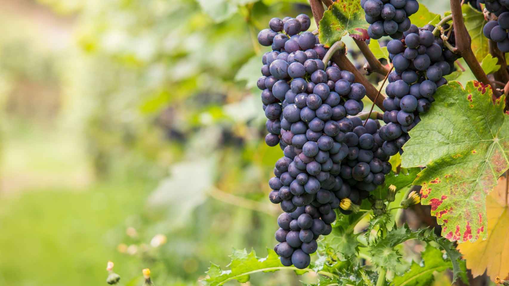 El vino ecológico es saludable y sostenible.