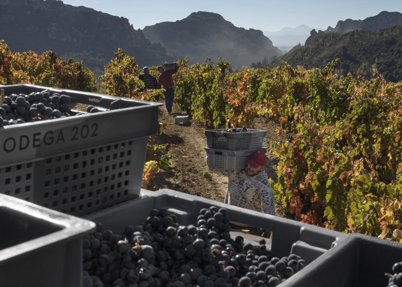 Vendimia manual de los viñedos de Bodega 202.