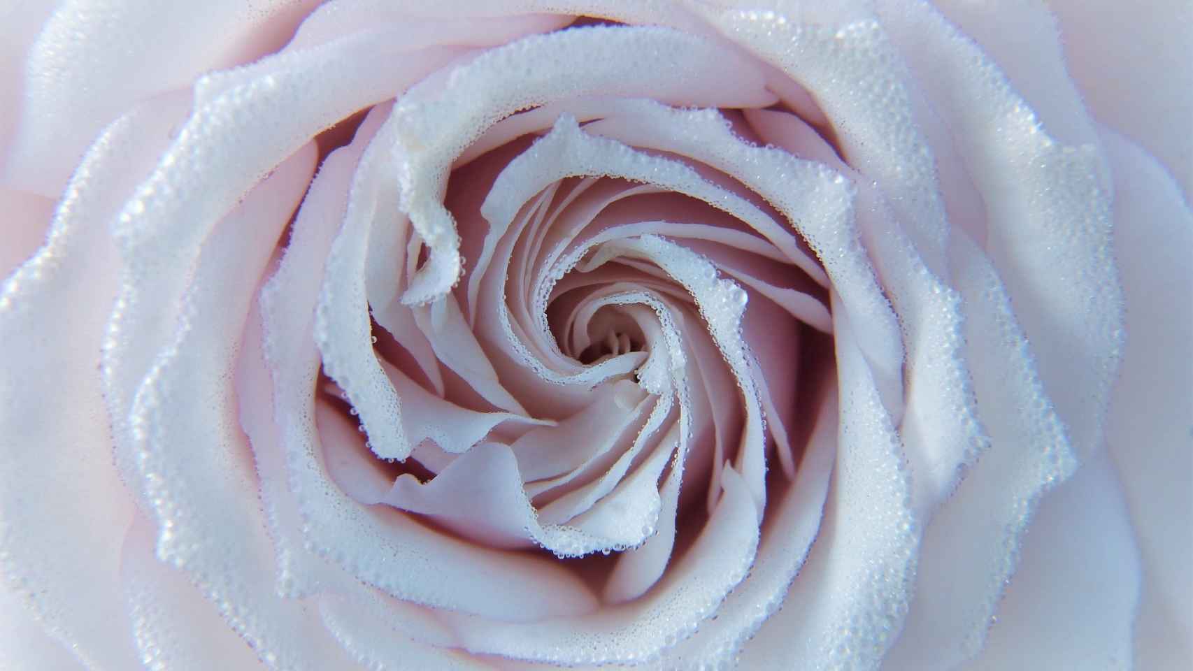Cómo hacer rosas de papel: la forma más sencilla