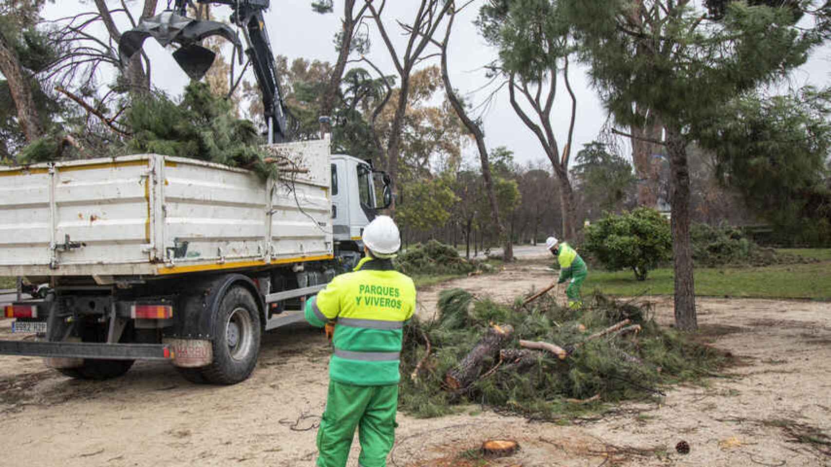 Los operarios trocean con la motosierra los árboles dañados y los transportan en vehículos. Jorge Barreno