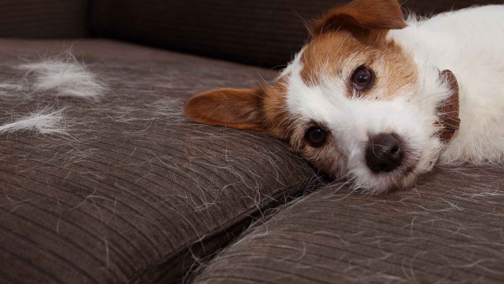 Ropa y sofás libres de los pelos de tu mascota con el rodillo