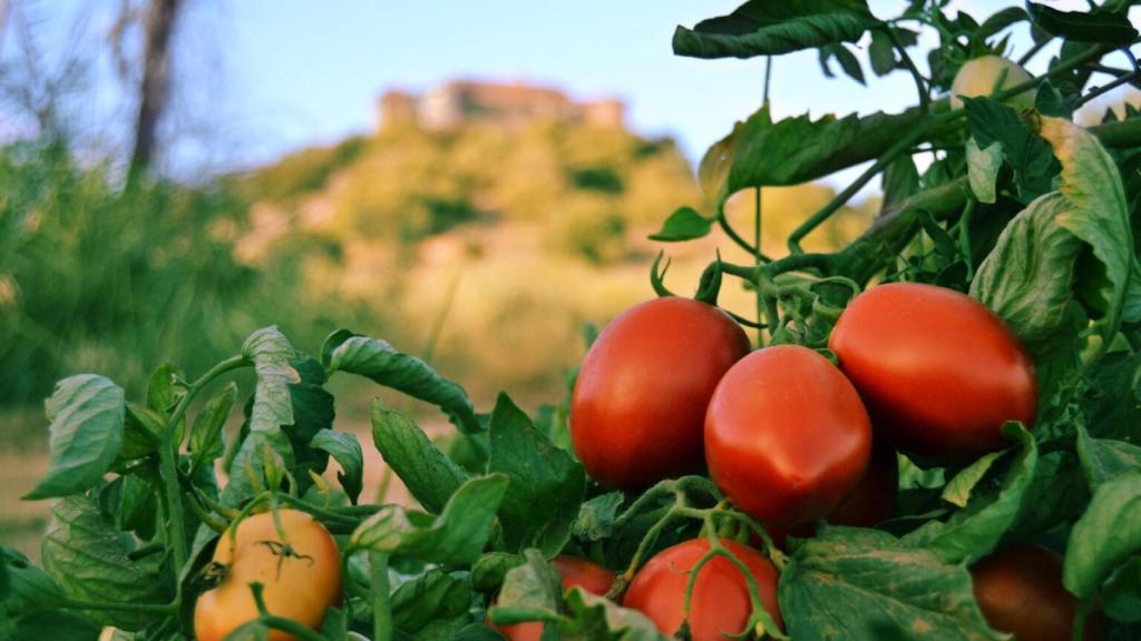 Tomates del proyecto Harnesstom.