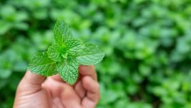 Cómo cuidar la planta de menta: cuidados y consejos