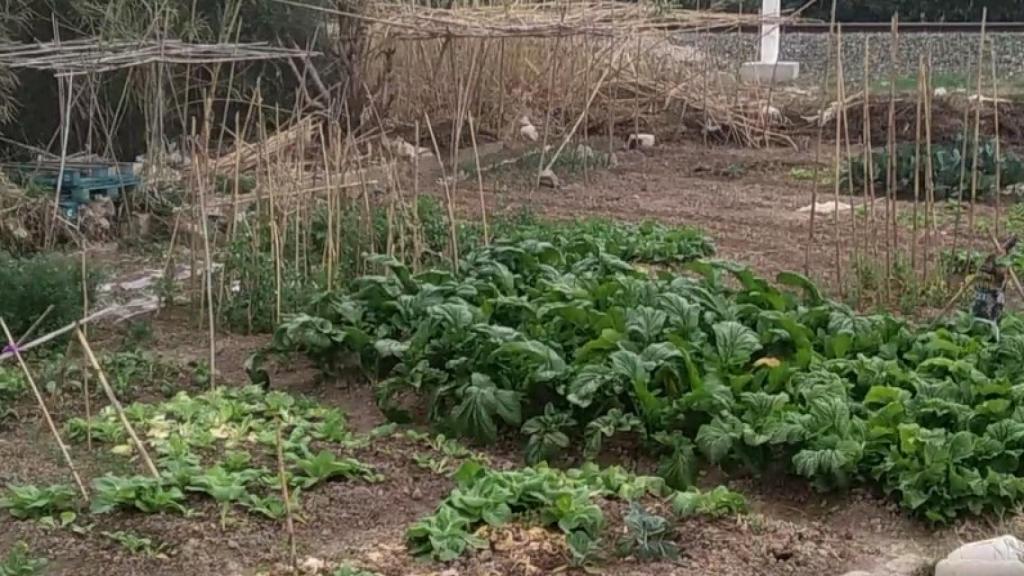 Unos comerciantes chinos montan un huerto okupa en los terrenos de una viuda.