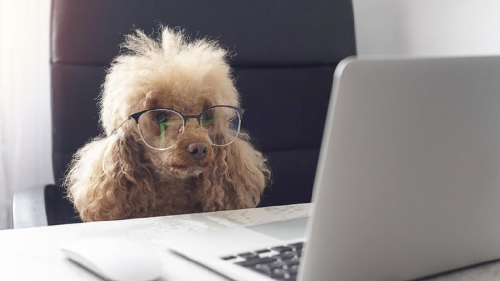 Las 10 razas de perros más inteligentes.