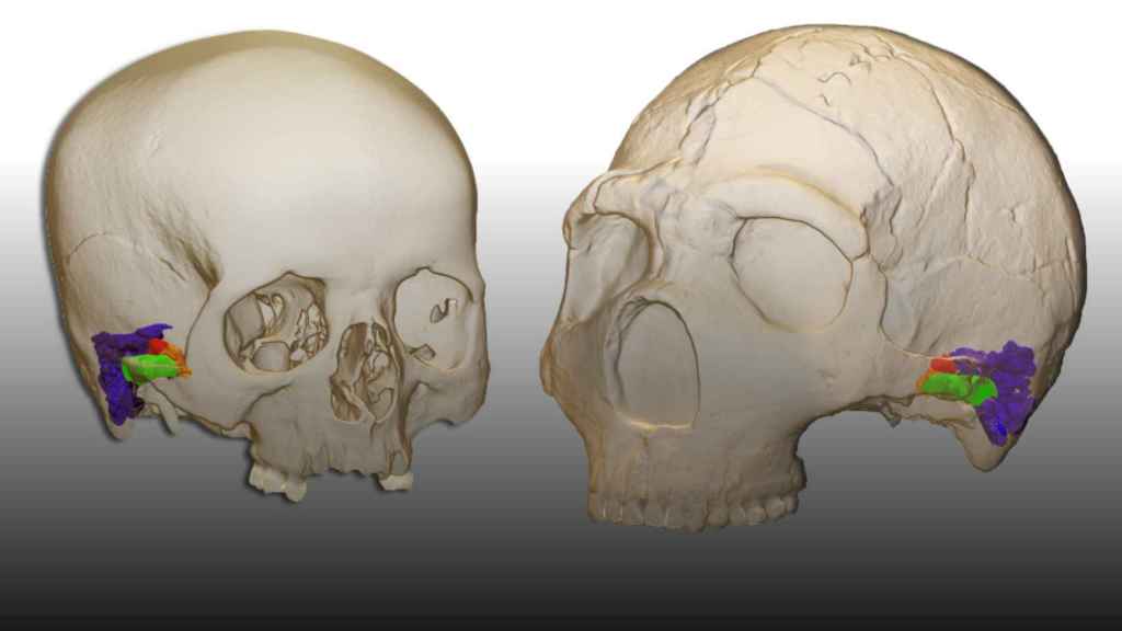 El oído en un humano moderno (izquierda) y un neandertal (derecha).