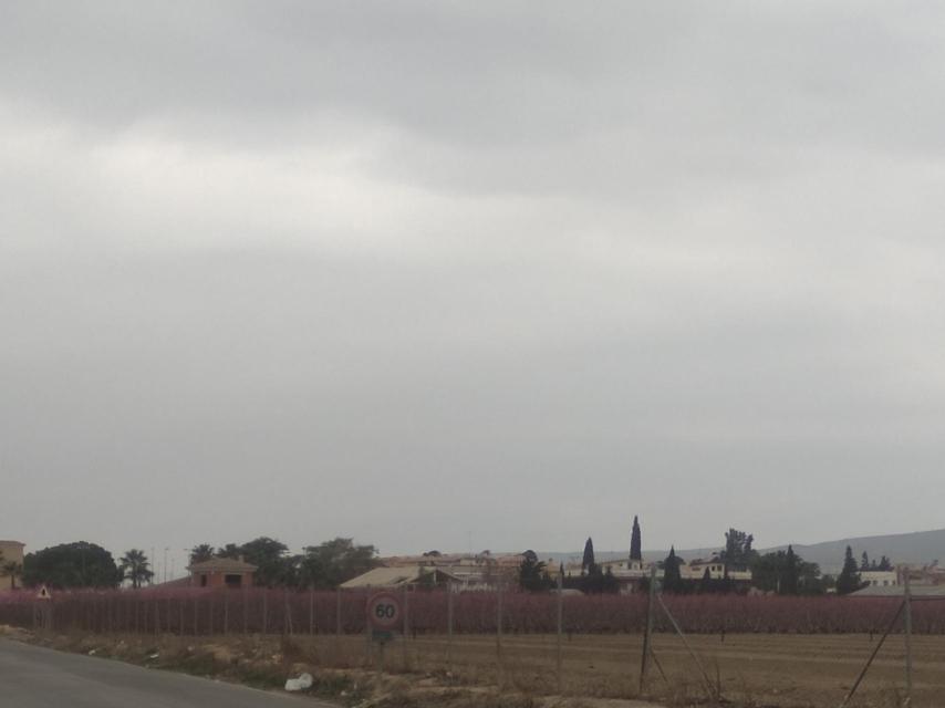 Una explotación agrícola de la Comarca de la Vega Alta del Segura.