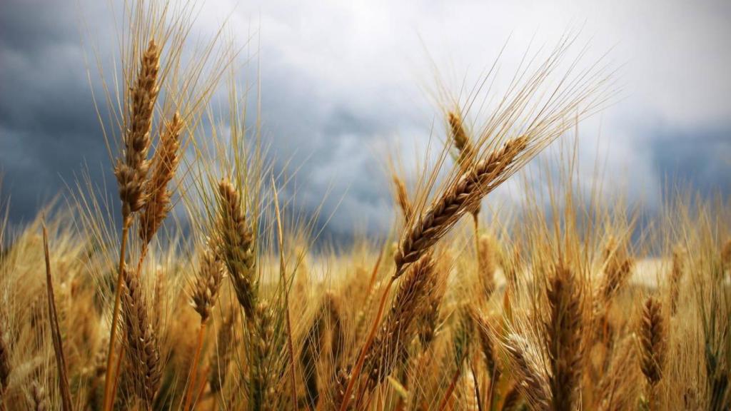 Un campo de trigo.