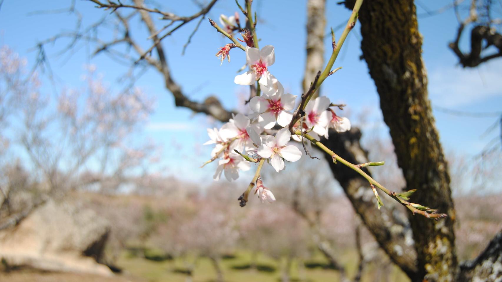Los mejores lugares para ver almendros y cerezos en flor en España