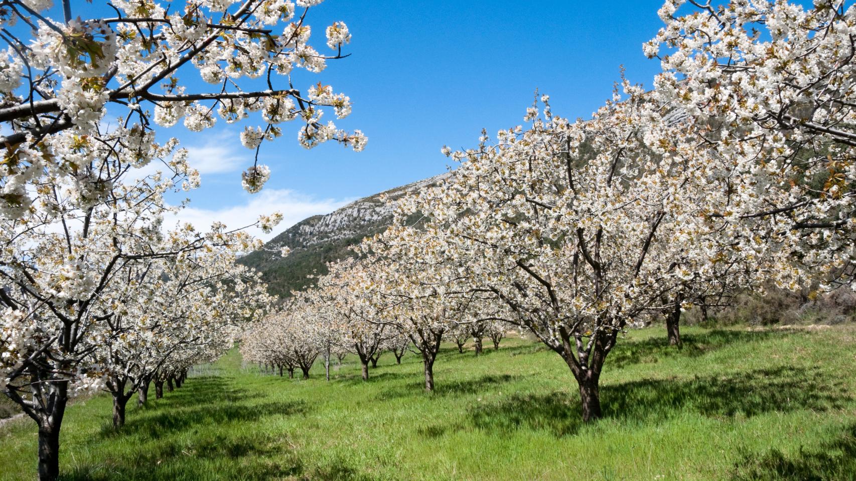 Cerezos en flor en Italia 2024: los mejores lugares para visitarlos —  idealista