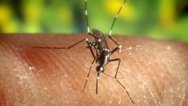 Mosquito anofeles, transmisor de la malaria. EFE/Edward McCellan