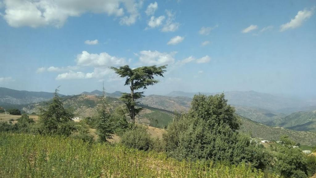 Campo de cultivo de cannabis en el Rif.