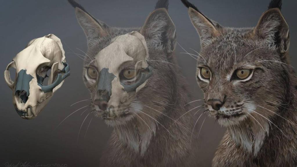Cráneo original restaurado digitalmente (izquierda) y recreación del aspecto en vida (derecha) del ejemplar de Lynx pardinus de Ingarano.