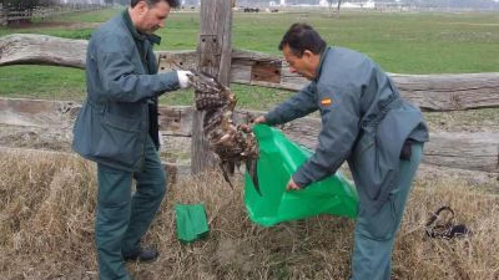 Agentes del SEPRONA recogen los restos de un ave envenenada.