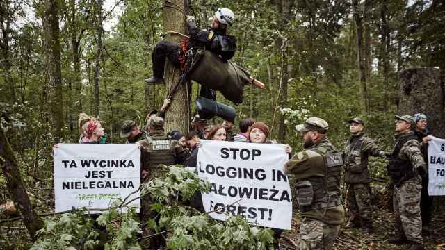 Activistas de Greenpeace protestan contra la tala de árboles en el bosque de Bialowieza.