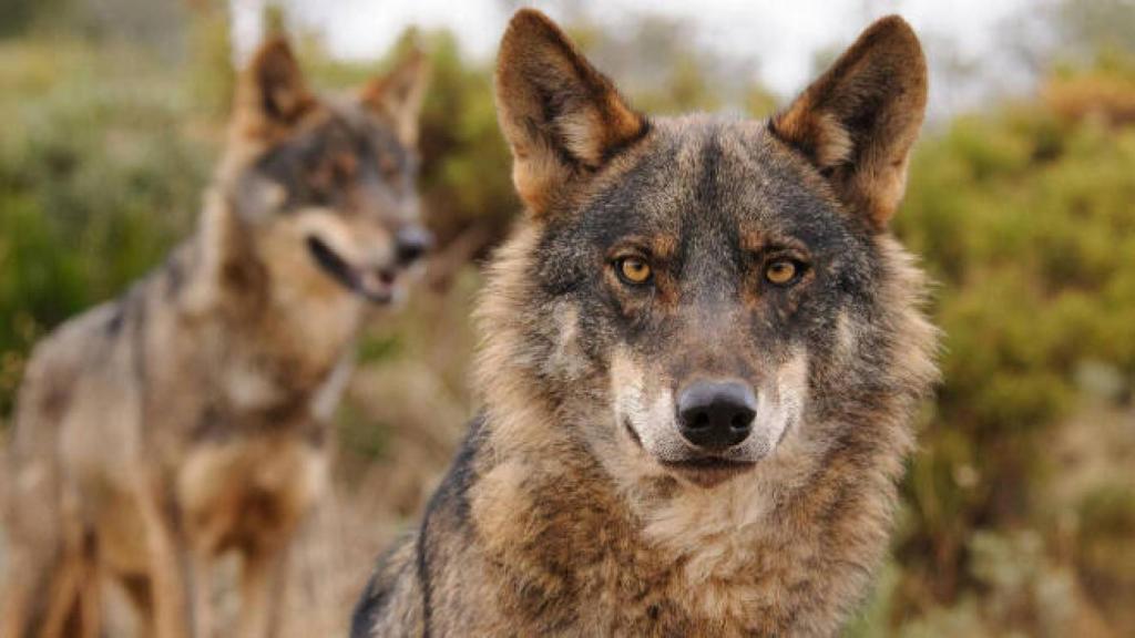 Un nuevo ataque de lobos deja media docena de terneros muertos en  Guadalajara