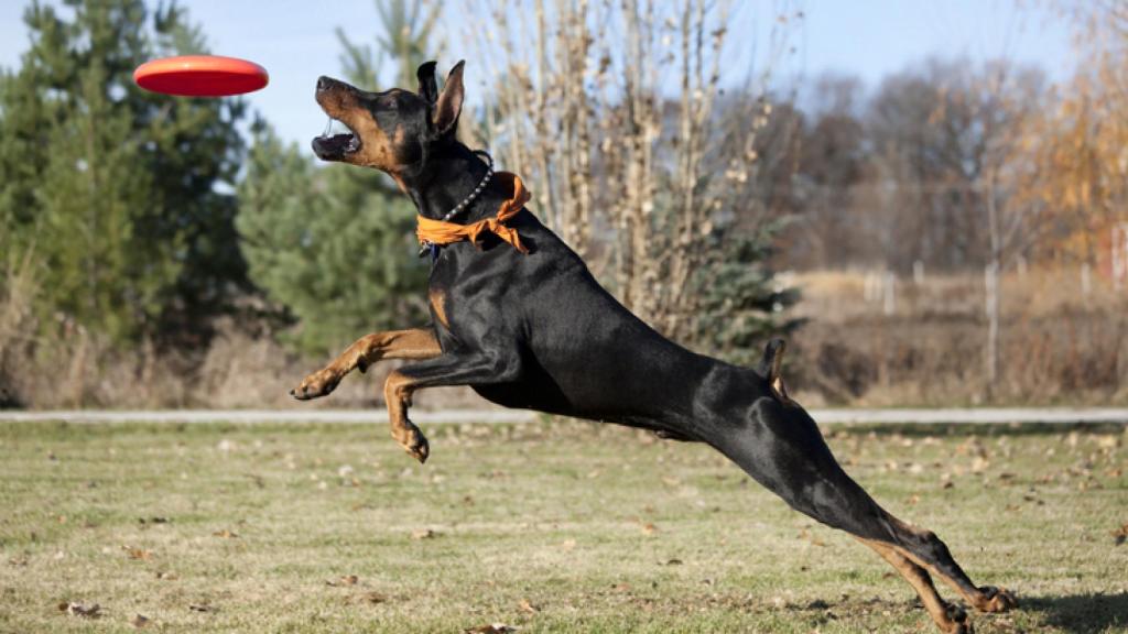 Los 10 perros más inteligentes del mundo.