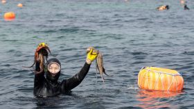 Una mujer del mar sale a la superficie con un par de pulpos que ha capturado.