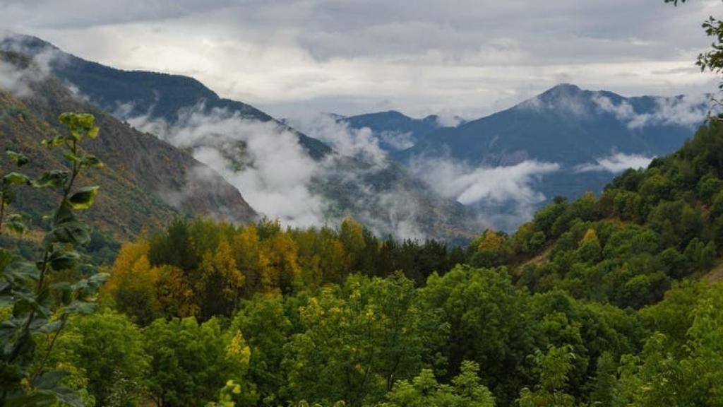 Talar árboles es malo y otros nueve bulos que te han contado sobre los  bosques