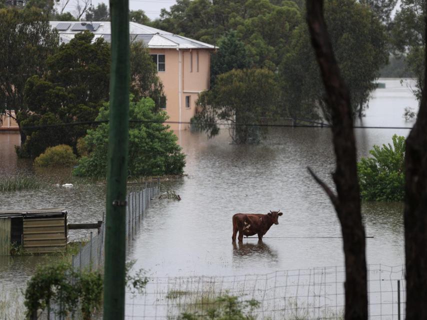 Una vaca, desorientada en medio de las inundaciones.
