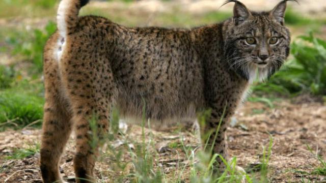 Lince ibérico. Imagen de archivo