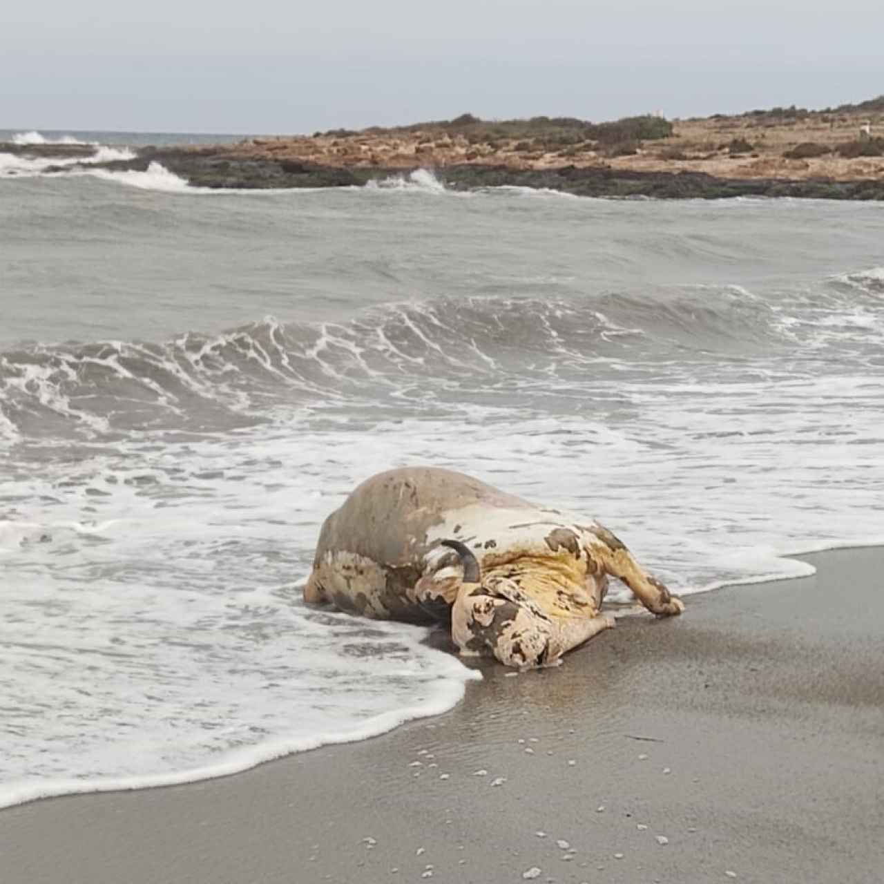 El ternero muerto que apareció este domingo en una playa de Águilas.