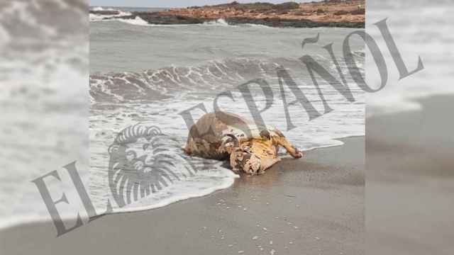 Aparece un ternero muerto en una playa de Águilas.