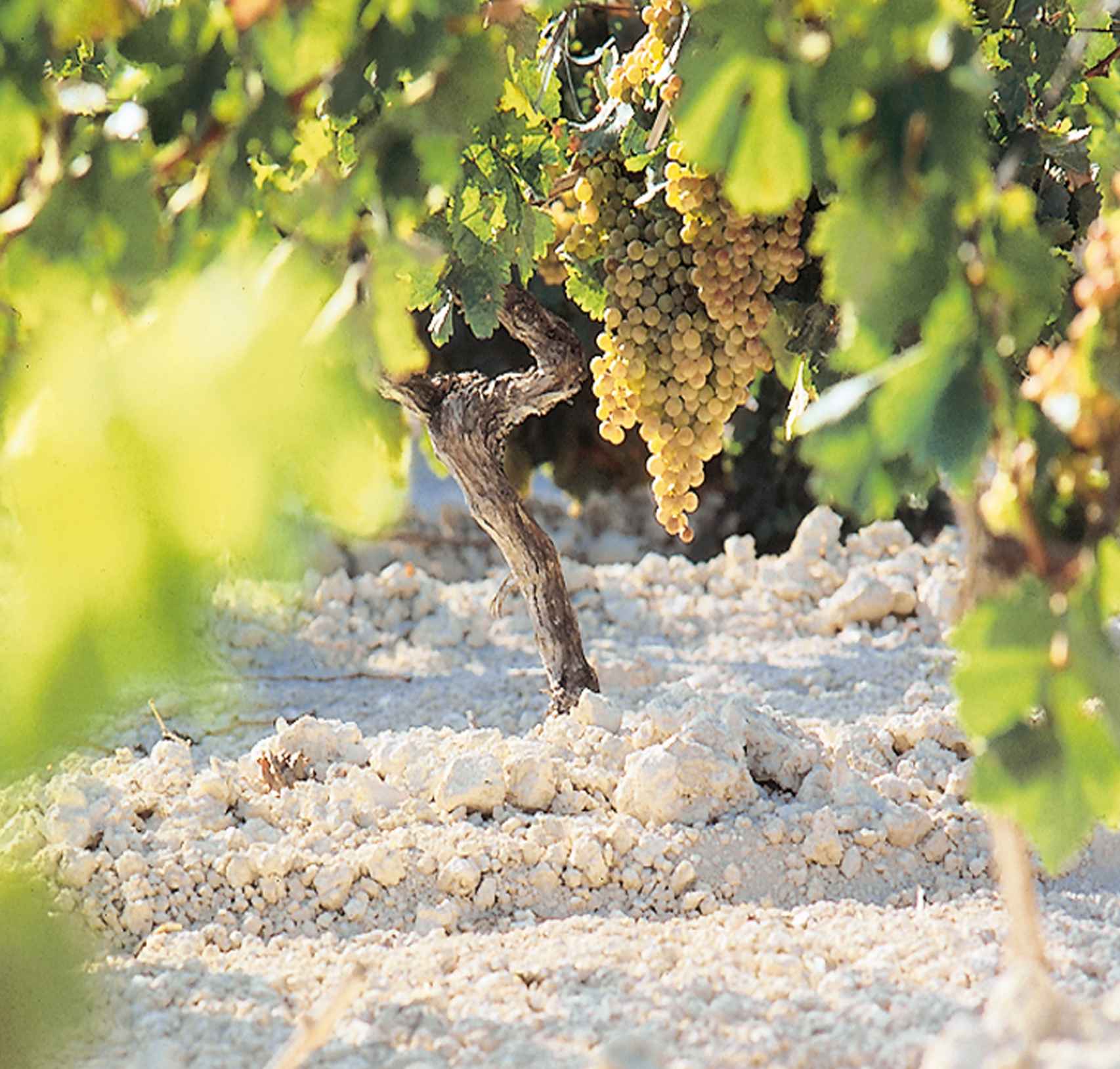La albariza también aporta matices a los vinos de Jerez.