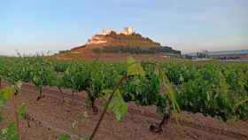 Una de las parcelas de viñedo de la Bodega Protos en Ribera del Duero.