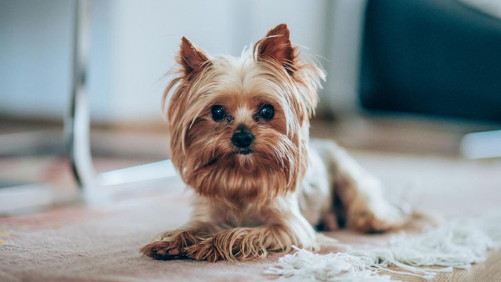 Las siete razas de perros que más ladran 571453657_177373663_1024x576