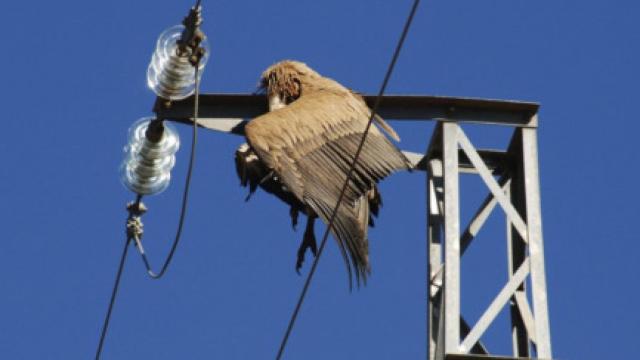 Fotografía de archivo de un buitre leonado electrocutado en un tendido eléctrico. EFE/Iñigo Fajardo