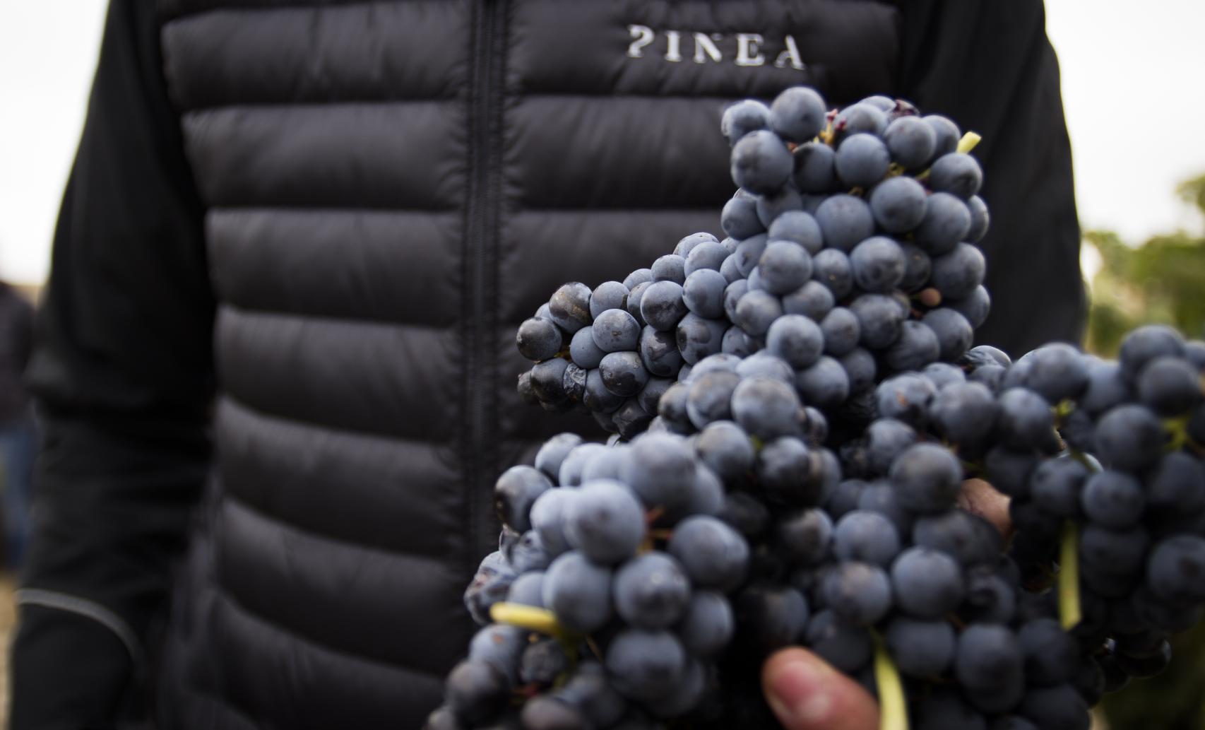 Uvas tempranillo.