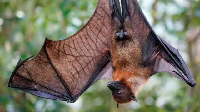 Un murciélago de la fruta, principal huésped del virus Nipah.