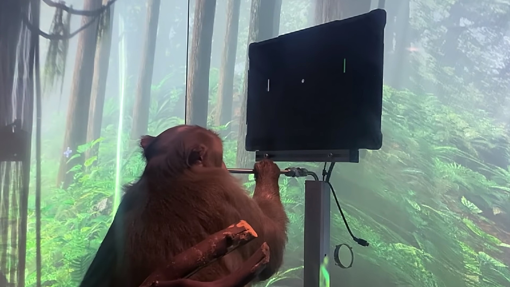 Un mono jugando al Pong con la mente.
