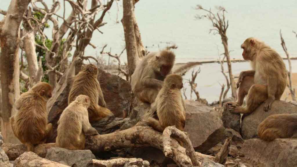 La misteriosa reacción de los macacos: por qué tras una catástrofe