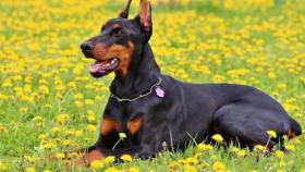 Un ejemplar de Doberman.