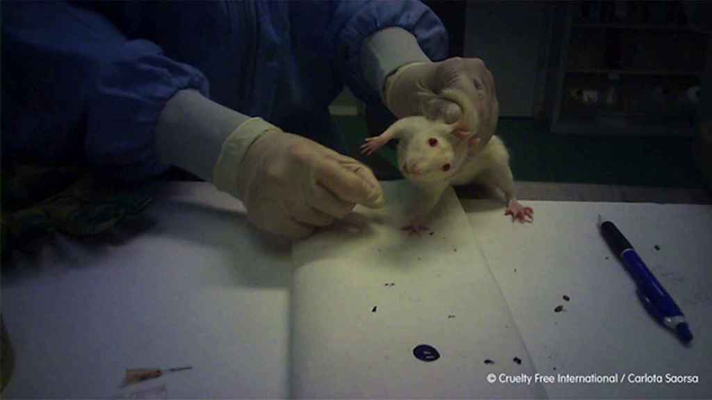 Otra imagen que demuestra los malos tratos a los animales del laboratorio.