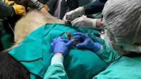 Un momento de la inseminación artificial, en imagen facilitada a EFE por Zoo Aquarium de Madrid.