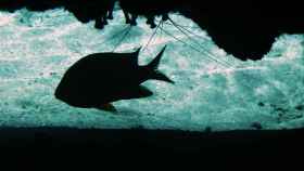 La Cueva de los peces de Alicante, un peligroso paraíso subterráneo