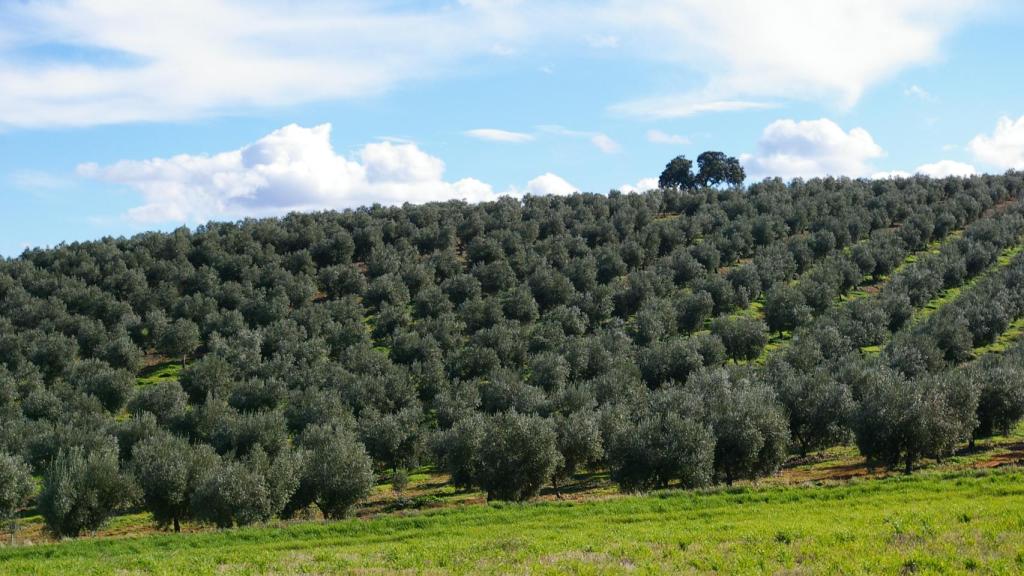 Las 120 hectáreas de olivos de la empresa Finca La Pontezuela, en Los Navalmorales (Toledo).