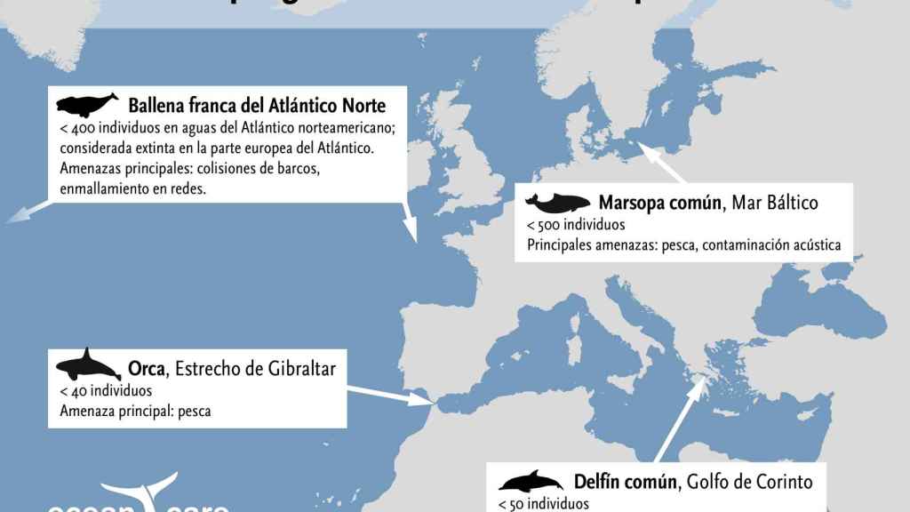 Cetaceos en peligro de extinción en Europa.