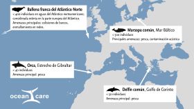 Cetaceos en peligro de extinción en Europa.