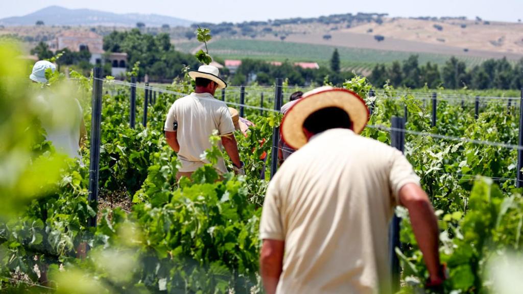 Vendimia manual en los viñedos de Bodegas Habla.