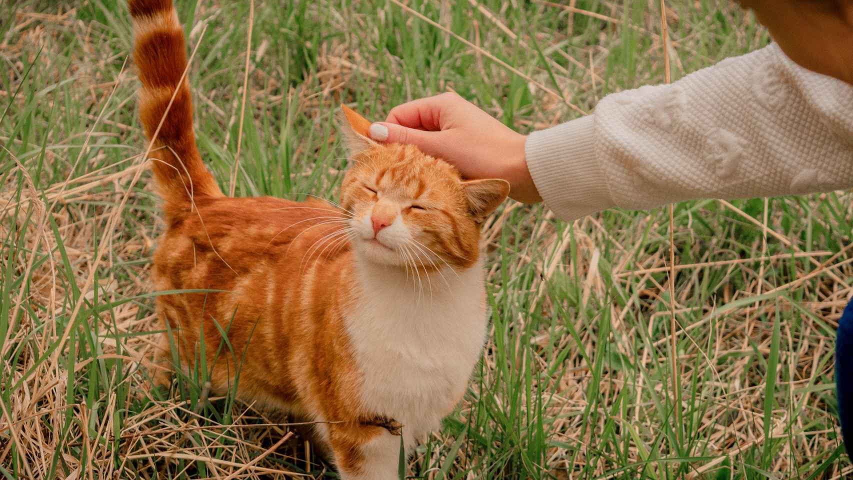 5 cosas que los gatos de humanos