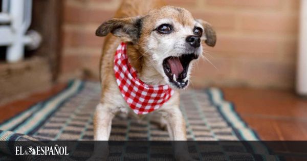 Pantera Cabecear amenazar Cómo hacer que un perro no ladre: trucos y consejos