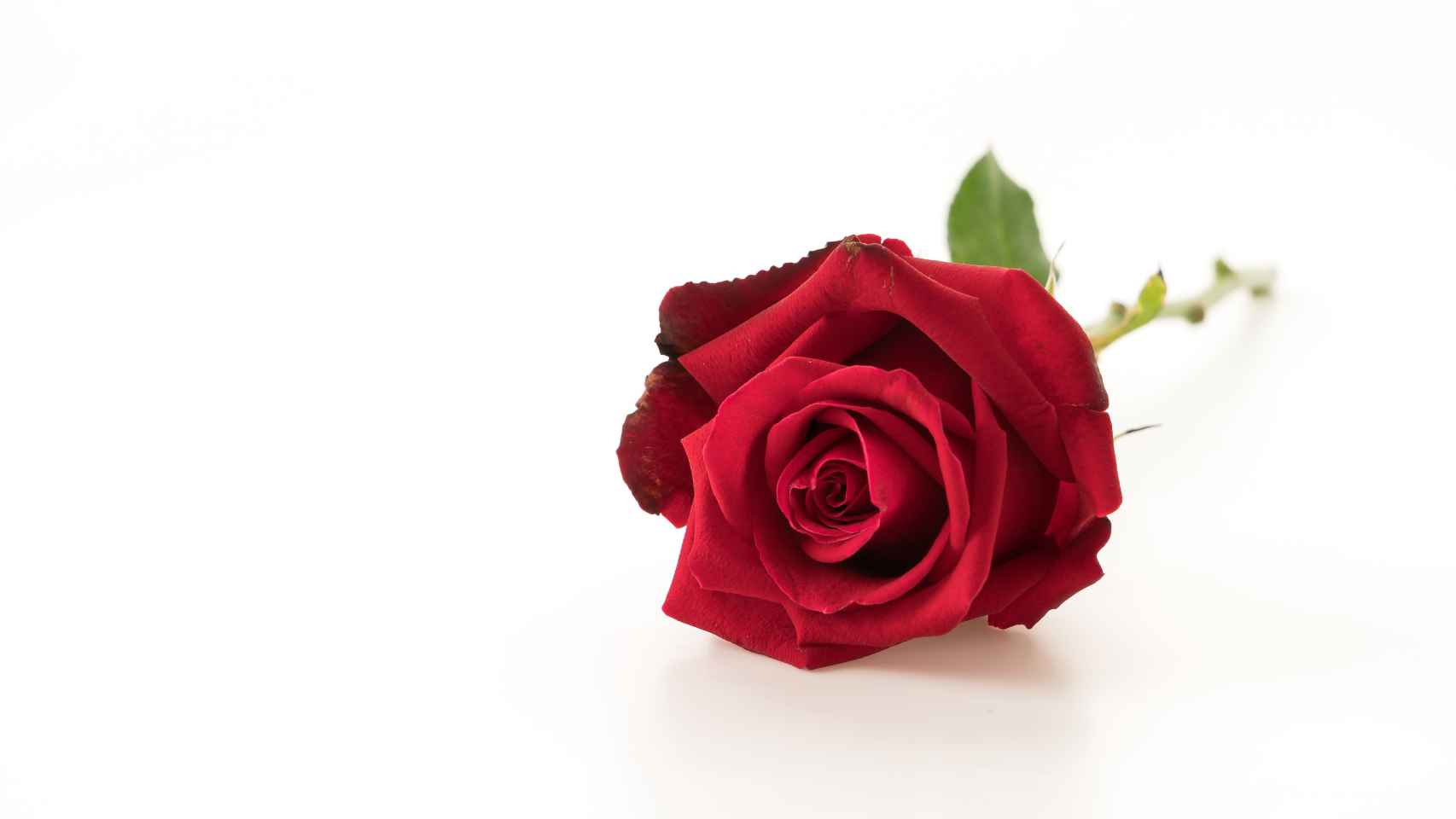 Matar información detergente Cómo hacer que las rosas no se marchiten: trucos efectivos