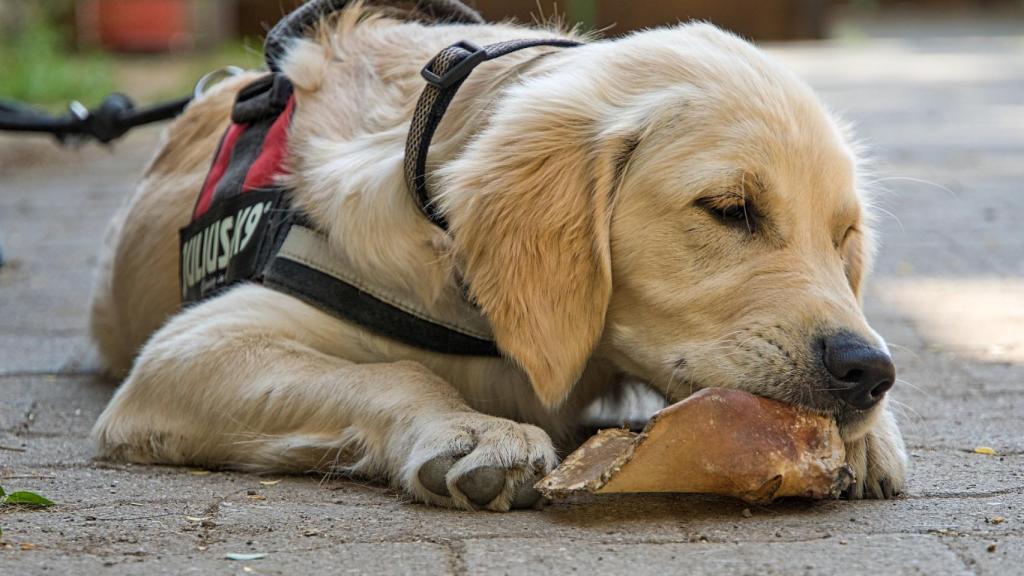 ¿Pienso o comida casera para perros, qué es mejor? 578704545_184106413_1024x576