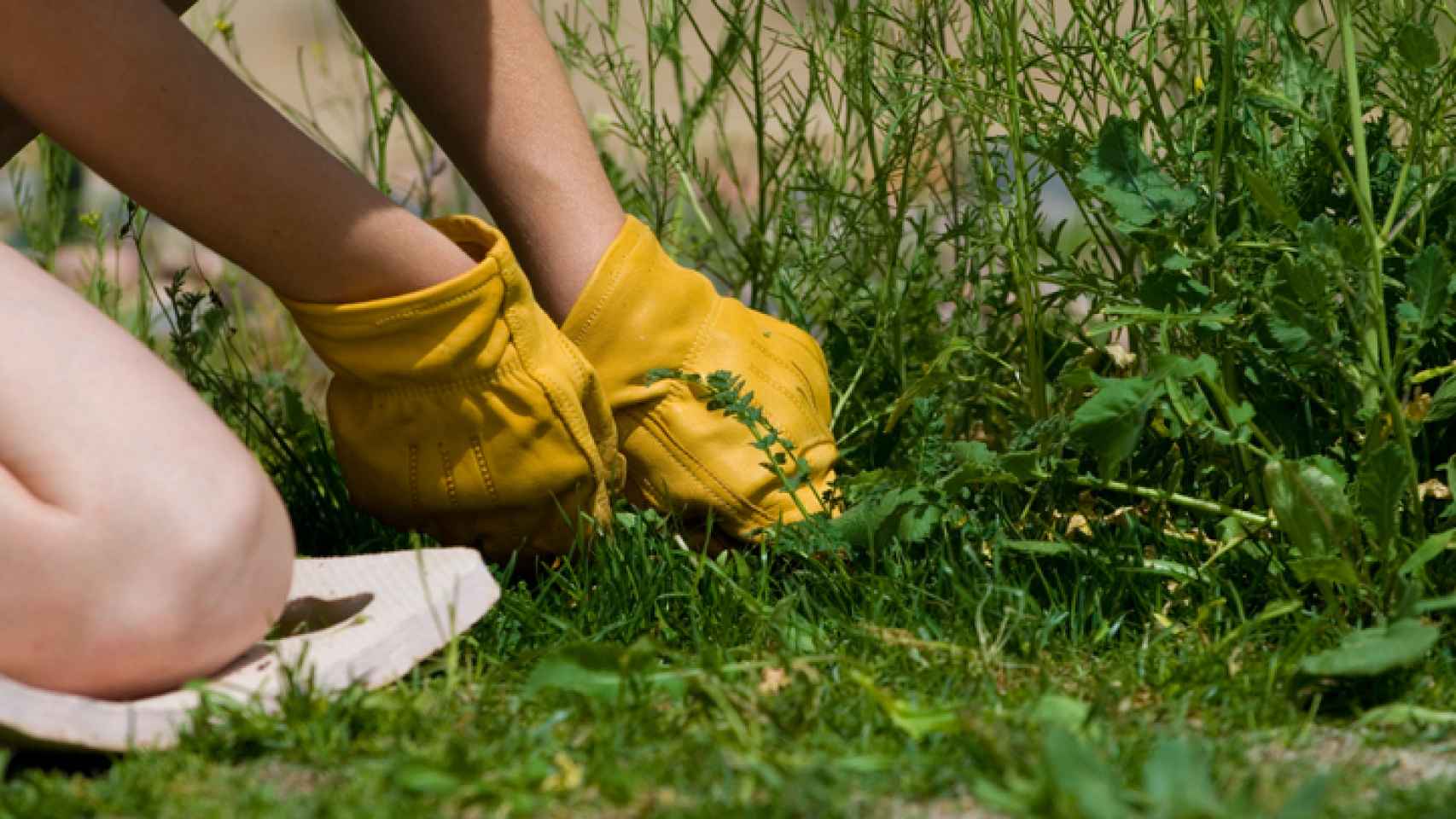 Cómo eliminar las malas hierbas